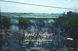 Keys Gulf Side Swamp.jpg
